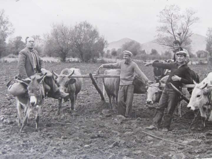 palia photo