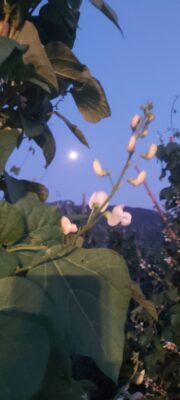 photonew1